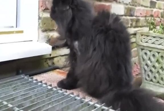 Deux pattes de chat se déplace très bien