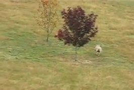 Mouton fait fuir un renard