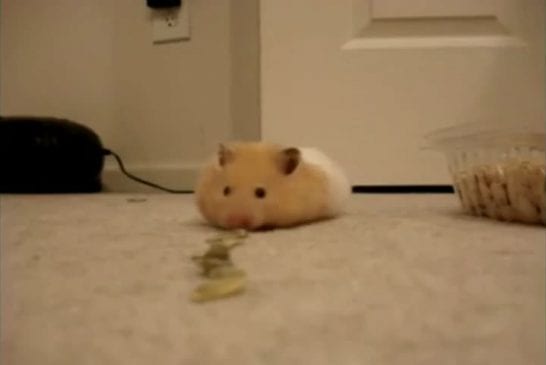 Hamster aspirateur