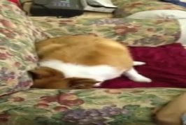 Corgi refuse de prendre ses médicaments