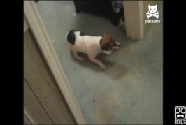 Chien n’aime pas les éternuements