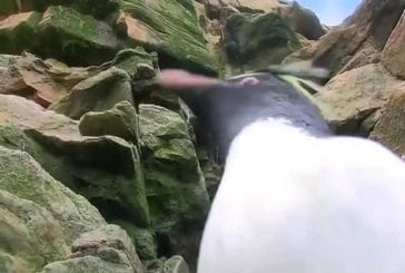 Pingouins maladroits