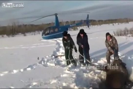 Compilation de gens qui sauvent des animaux