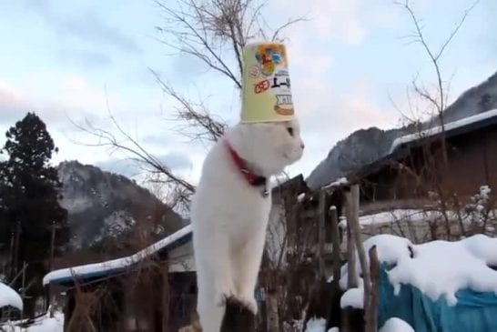 Le chat alfa