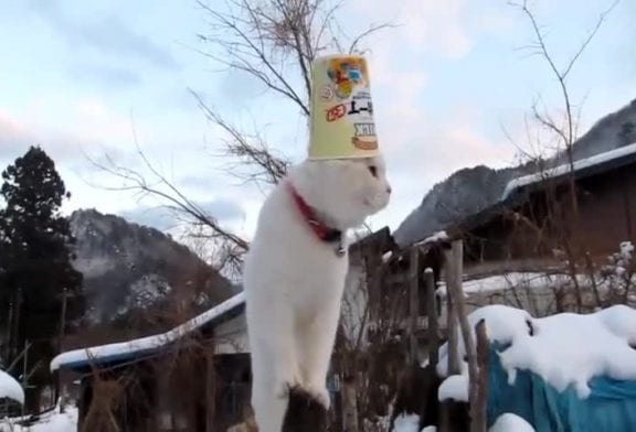 Le chat alfa