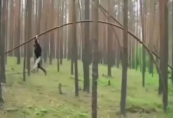 Coureur d’arbre russe Fail