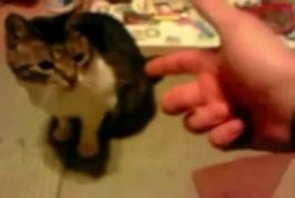 Chat joue le mort