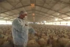 Le dictateur de dindes