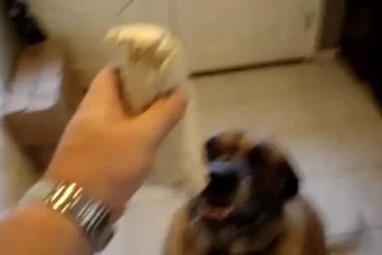 Chien dévore burrito en une seule bouchée