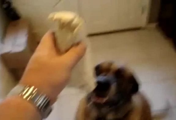 Chien dévore burrito en une seule bouchée