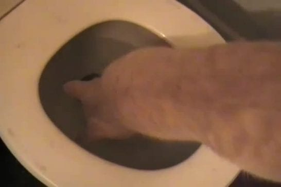 Chat surpris par la toilette