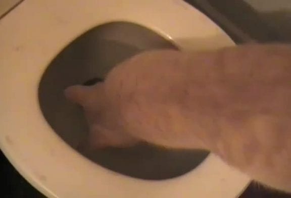 Chat surpris par la toilette