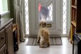 Chien attend le facteur