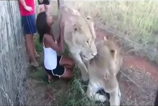 Femme courageuse embrasse des lions