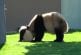 Mère panda se bat avec son ourson
