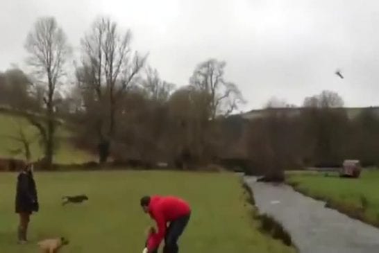 Petit chien saute par-dessus la rivière