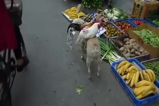 Chien vend des poulets