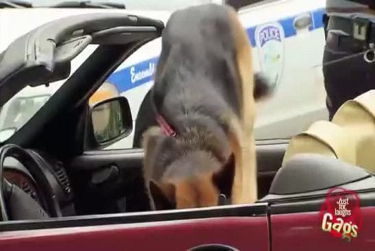 Chien fait ses besoins à l’intérieur convertible