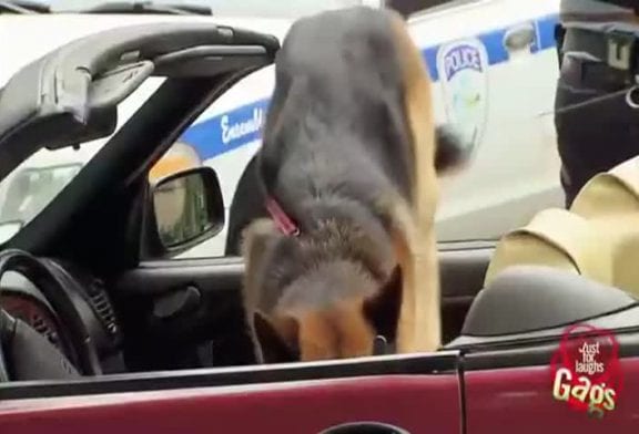 Chien fait ses besoins à l’intérieur convertible