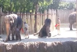 Eléphant nettoie son front avec un balai