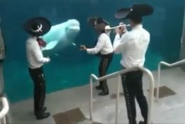 Baleine profite d’un groupe de mariachis