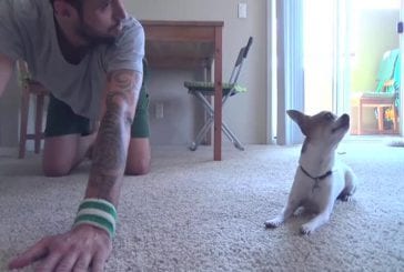Chihuahua fait du yoga