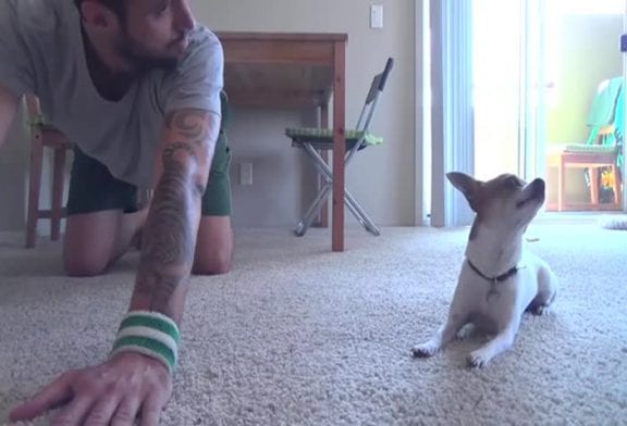 Chihuahua fait du yoga