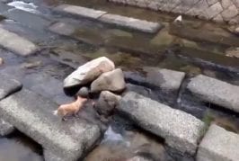 Chien joue à aller chercher avec lui-même