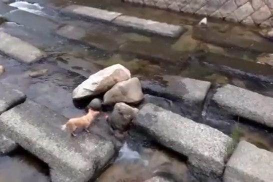 Chien joue à aller chercher avec lui-même