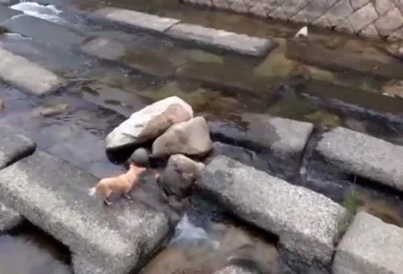 Chien joue à aller chercher avec lui-même