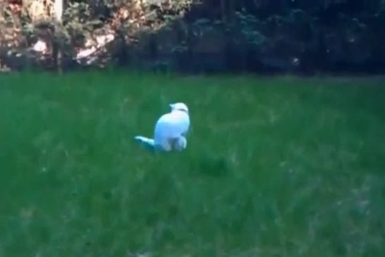 Chat devient fou à chasser sa queue