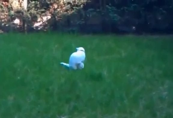 Chat devient fou à chasser sa queue