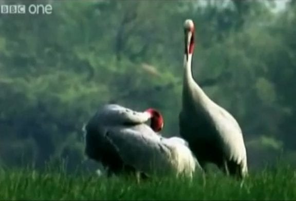 Voix off d’animaux drôles
