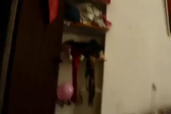 Chien devient fou avec des ballons