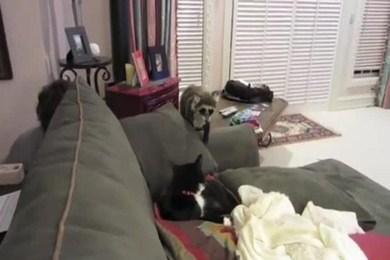 Peluche raton laveur effraie un chat