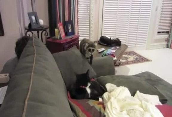 Peluche raton laveur effraie un chat