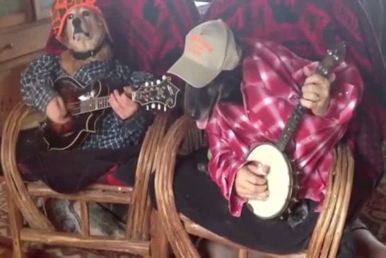 Duel de chiens musiciens