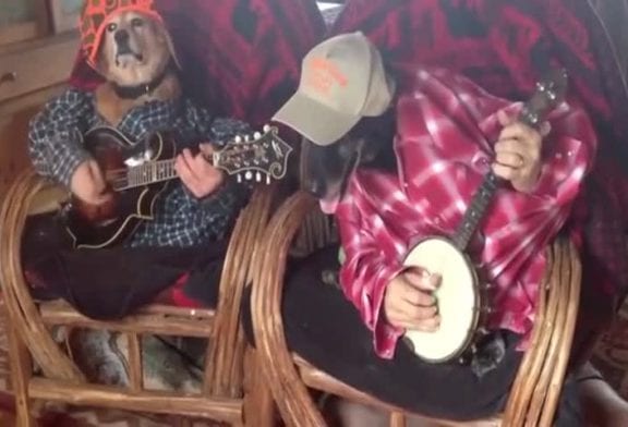 Duel de chiens musiciens