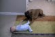 Linus le boxer aime son ami bébé