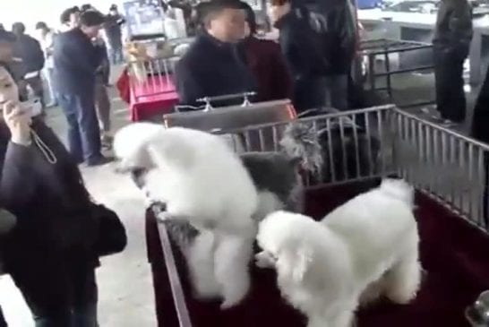 Mignon caniche réalise une danse folle