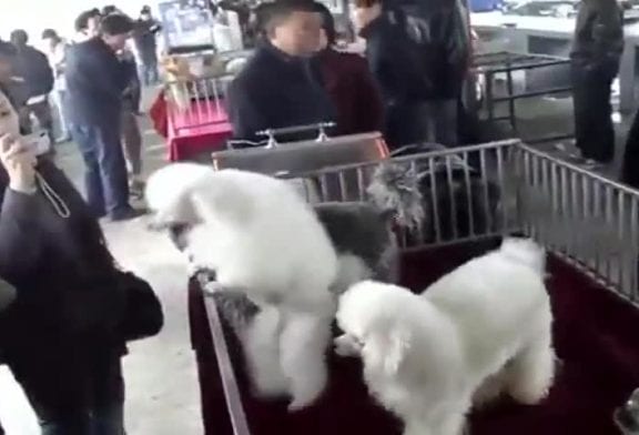 Mignon caniche réalise une danse folle