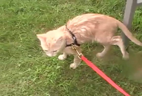 Chat Dryin après son bain