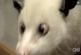Opossum qui louche