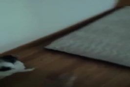 Chien très excité d’aller à la piscine