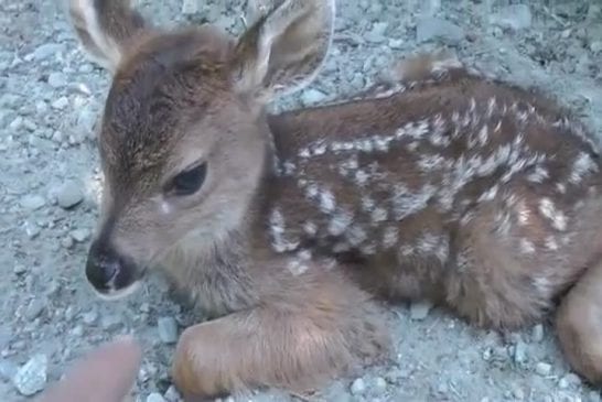 Bébé cerf pense que cet enregistreur est sa maman