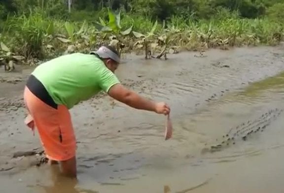 Crocodile au Costa Rica