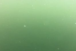 Plongeurs se font dévorer par des baleines