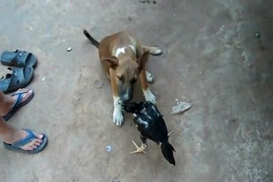 Poulet et chien les meilleurs amis du monde