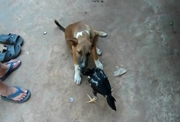 Poulet et chien les meilleurs amis du monde