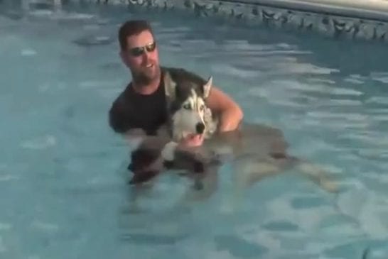 Vieux chien marche à nouveau après une thérapie dans la piscine